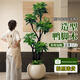 臨雅鴨腳木客廳綠植高級感八方來(lái)財大型植物盆栽高端大氣上檔次鴨掌木 造型鴨腳木1.4-1.5m+白色印象圓盆