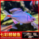 寵小俠鳑鲏?mèng)~(yú)七彩旁皮冷水魚(yú)活體好養淡水觀(guān)賞魚(yú)原生小型魚(yú)苗除藻群游魚(yú) 2.5-3厘米20條（16送4條備損）