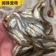發(fā)順豐新鮮黑魚(yú)丁泥鰍段小麥穗魚(yú)喂養烏龜飼料龍虎魟魚(yú)食冷凍無(wú)骨 小麥穗魚(yú)100克1袋(共10袋.2斤) 100g (小袋包裝無(wú)鹽)