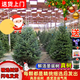 圣誕樹(shù)真樹(shù)挪威云杉樹(shù)香松盆栽松樹(shù)諾貝松活的鮮活圣誕樹(shù)客廳禮物 高50-60厘米【此款無(wú)任何贈品 單獨一棵樹(shù)】