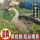 特產(chǎn)清遠走地黑棕鵝馬崗鵝新鮮鵝肉整只大老鵝農家散養烏鬃鵝燒鵝專(zhuān)用 7-7.5斤代全雜【偏肥】