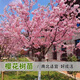 毓耘櫻花樹(shù)高桿原生櫻花樹(shù)苗庭院別墅耐寒風(fēng)景樹(shù)園林綠化晚櫻花樹(shù)原生高桿【4公分粗】