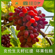 鑫佳葉西昌大涼山克倫生葡萄新鮮水果紅提 凈重2斤裝 1-2串 單果4g+