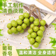 LK葡萄香皂洗臉潔面洗澡沐浴洗頭洗發(fā)香氛皂手工水晶葡萄香皂禮盒 葡萄冷制皂10?！編ФY盒】