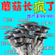 菌菇瘋長(cháng)素強力催菇王木耳香菇類(lèi)膨大增產(chǎn)營(yíng)養液專(zhuān)用生長(cháng)素催菇用 菌菇瘋長(cháng)素【5瓶】增產(chǎn)增收