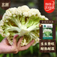 北蔬 青?；ú朔N子散花菜花椰菜庭院大田蔬菜籽 青梗松花菜種子200粒