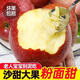 果中邢【脆粉兩吃】山西老樹(shù)秦冠粉面甜蘋(píng)果生鮮水果紅星花牛丑蘋(píng)果整箱 現貨粉面沙甜【老人寶寶刮泥吃】 【越放越粉面】?jì)糁?.5斤中果【單果70mm】帶箱5斤