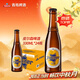 青島啤酒皮爾森拉格 精釀全麥啤酒 330ml*24瓶整箱裝 中秋送禮