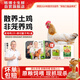 楊博士 皖南散養(yǎng)老母雞仔雞組合 凈重2.8斤 土雞走地雞整只一年源頭直發(fā)