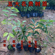 四大名貴苗木海南黃花梨金絲楠木樹(shù)苗珍稀植物沉香小葉紫檀庭 金絲楠木30-40高（1棵帶土） 其他