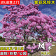 正宗黃花風(fēng)鈴木樹(shù)苗金花風(fēng)鈴木苗紅花紫花多花小苗別墅庭院風(fēng)景樹(shù) 紫花風(fēng)鈴木 2公分粗（樹(shù)形筆直）送肥料
