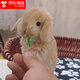 夢(mèng)茜兒（MEXEMINA）兔子活物侏儒兔鳳眼小型茶杯兔長(cháng)不大不咬人寵物荷蘭垂耳兔子活體 淺黃色垂耳兔【公母可選】