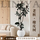 臨雅特級橡皮樹黑金剛大盆栽造型客廳室內(nèi)大型綠植好養(yǎng)活落地四季植物 【旗艦款】老樁橡皮樹1.6-1.9m+米白圓球盆