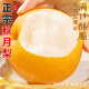 京地達(dá)江蘇梨秋月梨 凈重10斤單果250g梨子新鮮秋梨脆甜源頭直發(fā)包郵