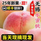 物旺載莒 江蘇特產(chǎn)無(wú)錫水蜜桃【多地次日達】陽(yáng)山桃子中秋水果 甄選級 | 10-12枚裝 單果150-200g 凈重4.2斤左右 【自吃推薦-精品果】 | 顆顆精品