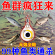 2025全新升級釣魚(yú)神器黑科技全自動(dòng)水下誘魚(yú)集魚(yú)燈聚籠超聲波誘魚(yú) 單個(gè)裝【3秒聚攏】