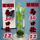 OEMG翡翠觀(guān)音竹米竹苔蘚球盆栽辦公水培植物盆景魚(yú)缸鳳尾竹觀(guān)音竹水養 魚(yú)缸款式12-30魚(yú)缸+翡翠觀(guān)音竹