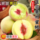 青州蜜桃脆甜桃子5斤新鮮冬雪蜜桃水果青毛桃山東冬桃整箱包郵 凈重3斤【單果100g+】