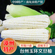 桃西村漳州北海道牛奶水果玉米【順豐】新鮮即食爆漿冰糖白甜玉米水果 4斤 單果220g/根 | 獨立包裝