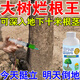 大樹(shù)爛根農用水溶肥料強力除樹(shù)枯腐樹(shù)根一滴樹(shù)死竹子枯死爛根枯樹(shù) 3瓶【永不復生】強力枯樹(shù)