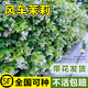 蘇瀝風(fēng)車(chē)茉莉爬藤植物開(kāi)花庭院室外四季花園爬墻觀(guān)賞花苗花卉盆栽綠植 白色風(fēng)車(chē)茉莉/高約70-80厘米【花期帶花】 不含盆