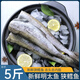 新鮮延邊明太魚(yú)新鮮冷凍批發(fā)無(wú)頭大號狹鱈魚(yú)明太魚(yú)整條無(wú)冰 去頭去內臟5斤