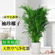 泰西絲袖珍椰子盆栽散尾葵大型綠植袖珍椰子1-1.2m【白螺紋盆】源頭直發(fā)
