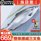 海澤鮮 挪威三文魚(yú)刺身新西蘭帝王鮭整條冰鮮法羅皇冠三文魚(yú)即食生魚(yú)片 12斤 -14斤【挪威三文魚(yú)整條】