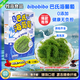 海葡萄【藍盒裝300g】鹽漬海藻植物魚(yú)子醬兒童愛(ài)吃網(wǎng)紅零食附蘸料 一盒【送蘸料醬油芥末番茄醬】