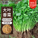 北蔬 香菜種子苗大葉芫荽耐熱四季蔬菜種籽 大葉香菜種子20g約2000粒