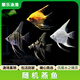 活體寵物神仙燕魚(yú)金頭墨燕藍魔伊莎貝爾紅背埃及淡水熱帶小型觀(guān)賞魚(yú)活體 精品燕魚(yú)12條（2-3CM）品種隨機