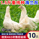 二斤重海蘭灰雞活苗半大產(chǎn)蛋王下蛋雞苗高產(chǎn)青年母雞散養蛋雞苗 1.2-1.5斤海蘭灰 10只【2公8母】