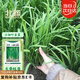 北蔬 韭菜種子苗小葉一年四季南北方家庭陽臺菜籽 小細葉韭菜種子10g