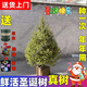 圣誕樹(shù)真樹(shù)挪威云杉樹(shù)綠植盆栽松樹(shù)2025諾貝松活的真的圣誕樹(shù)客廳 高50-60厘米圣誕樹(shù)【單獨一棵樹(shù) 無(wú)贈品】