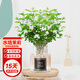 臨雅茉莉花水培植物盆栽室內桌面好養帶根綠植花卉1盆MINI瓶源頭直發(fā)