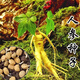長(cháng)白山人參種子耐寒野山參種子四季易種好養易活室內外觀(guān)花卉盆栽 人參種子 3包90粒