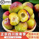 （順豐）李子 四川脫骨李子 青脆李 半邊紅李子 孕婦水果 脆甜 5斤品質(zhì)大果（單果25g） 新鮮采摘-果園直供
