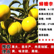 藝觀(guān)園特大蜂糖李子樹(shù)苗三華脫骨清脆李果苗盆栽地栽南北方種植西梅樹(shù)苗 蜂糖李地徑3公分粗度【帶土球發(fā)貨】現挖現發(fā)