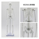 艾妃夢(mèng) 骨架模型45cm85cm人體骨骼模型全身脊椎骨骼脊柱模型骨骼標本 45cm骨骼【白色】升級加厚底座