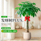臨雅發(fā)財樹(shù)客廳盆栽大型綠植物喬遷送禮獨桿1.7-1.8m米聚寶盆源頭直發(fā)