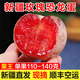 新疆味帝恐龍蛋紅心李子當季新鮮水果味帝李青皮紅肉杏李新疆發(fā)貨 3斤【單果40-60g】新疆直發(fā) 玫瑰恐龍蛋-紅皮紅肉【順豐包郵