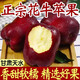 甘肅天水花牛蘋(píng)果當季新鮮現摘老人孕婦水果粉面蛇果刮泥脆甜蘋(píng)果 精選老樹(shù)中果【3斤裝】
