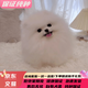 純種博美幼犬寵物狗狗長(cháng)不大俊介小型犬活體博美可愛(ài)家庭寵物狗 血統級 公