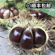 封開(kāi)特產(chǎn) 正宗新鮮油栗 長(cháng)崗粉板栗 毛栗子5斤禮盒裝廣東順豐 普通裝 3斤
