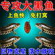 黑魚(yú)專(zhuān)用餌料釣黑魚(yú)神器野釣黑魚(yú)烏魚(yú)的餌料水庫野河釣黑魚(yú)血蠶餌 1瓶【天天爆護】