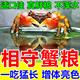 相守蟹飼料相手蟹觀(guān)賞蟹沙蟹寄居蟹辣椒蟹食物鰲蝦高蛋白營(yíng)養蟹糧 一罐【體驗裝】
