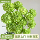 云南鮮花批發(fā)品質(zhì)玫瑰百合水養鮮切花送女友水養鮮花源頭直發(fā) 【單頭】綠色康乃馨-20枝 【任選2件—不收運費】