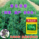 綠中城黑麥草種籽子種多年生牧草種子畜牧養(yǎng)殖草種雞鴨牛羊魚草種籽四季 多年生進(jìn)口紫花苜蓿/一斤廠家原裝