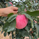 正宗甘肅秦安紅富士蘋(píng)果 中果凈重7斤