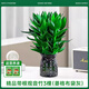 恰意觀(guān)音竹富貴竹水培植物帶根花卉綠植綠蘿室內盆栽轉運竹帶花瓶好養 【輕塑】粗枝觀(guān)音竹3棵（菱格布袋灰塑料）+2營(yíng)養液